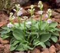 Hosta Green Mouse Ears